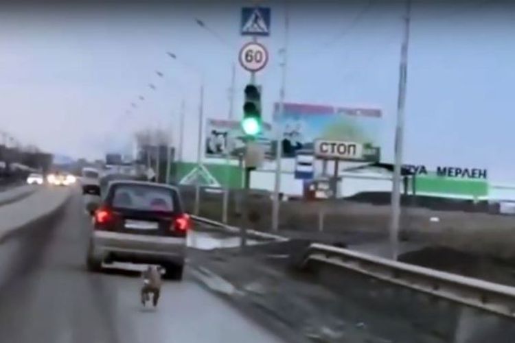 Sebuah potongan gambar video yang memperlihatkan seekor anjing bernama Dinka mengejar sebuah mobil yang diduga adalah pemiliknya.