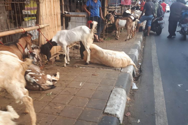 para pedagang hewan kurban mulai berjualan di sepanjang trotar dan bahu jalan di Jalan KH Mas Mansyur, Tanah Abang, Jakarta Pusat. Foto diambil Senin (20/8/2018)