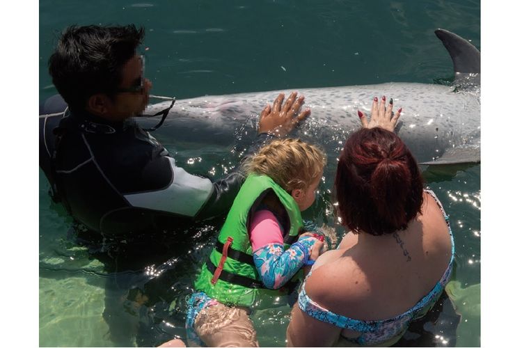 Atraksi lumba-lumba di Bali