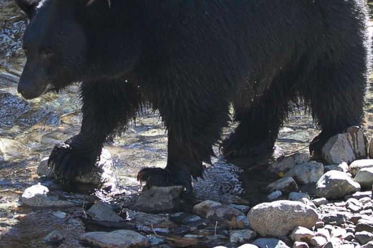 Seekor beruang hitam mencari salmon Kokanee saat berjalan di sepanjang Taylor Creek di South Lake Tahoe, California. Lebih dari 500 beruang hitam telah kembali ke bagian-bagian dari rangkaian bersejarah mereka di Great Cekungan Nevada tengah dan timur laut dimana spesies tersebut telah hilang sekitar 80 tahun yang lalu, kata para ilmuwan. 