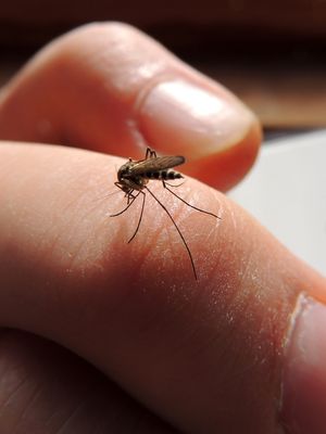 Cara menghilangkan gigitan nyamuk dengan cepat
