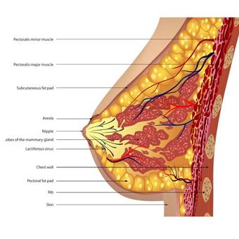 Gambaran kelenjar susu perempuan yang akurat.