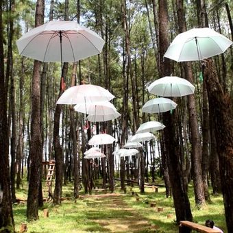 Wisata Hutan Pinus Samparona merupakan salah satu tempat wisata baru yang ada di Kota Baubau, Sulawesi Tenggara dan menjadi salah satu tempat wisata andalan bagi warga sekitar.