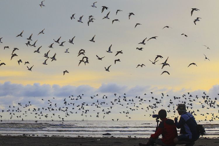 Terkeren 21 Gambar Burung Dan Pemandangan - Gani Gambar