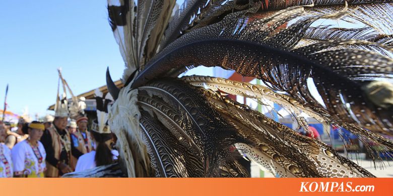 Topi Bulu Burung Ruai Keindahan Dan Romantisme Dayak News Summed Up