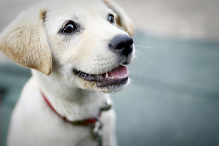 Jangan beri anjing peliharaan Anda bangkai ayam sebagai makanan. Bangkai ayam bisa menyebabkan anjing lumpuh. 