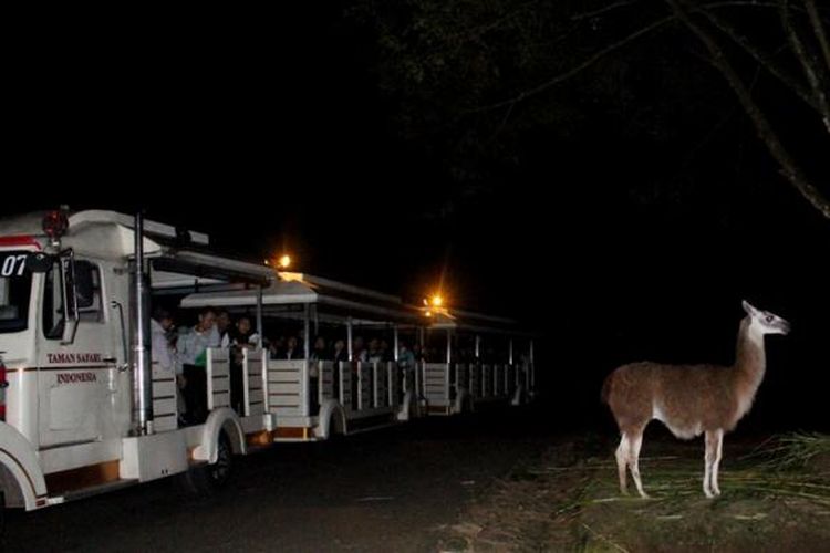 Kereta wisata yang melewati zona herbivora saat safari malam.