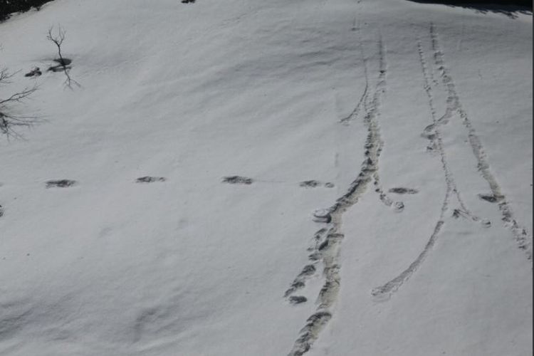 Jejak Yeti yang ditemukan Indian Army