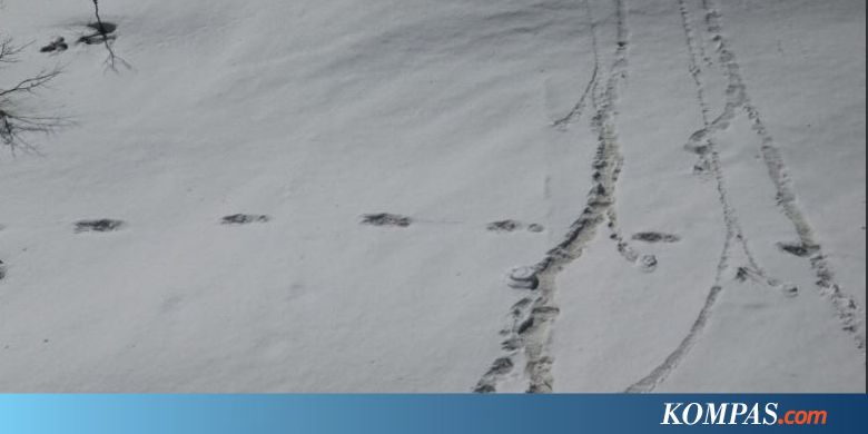 Klaim Temukan Jejak Yeti, AD India Malah Diledek dan Tak Dipercaya