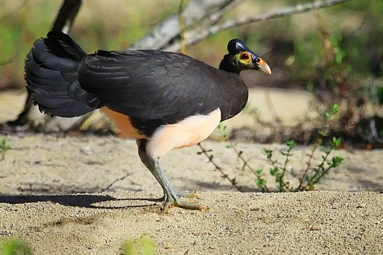 Burung maleo (Macrocephalon maleo) yang meletakkan telurnya di dalam tanah dan membiarkan panas bumi (geotermal) atau panas matahari di pasir pantai yang menetaskannya.