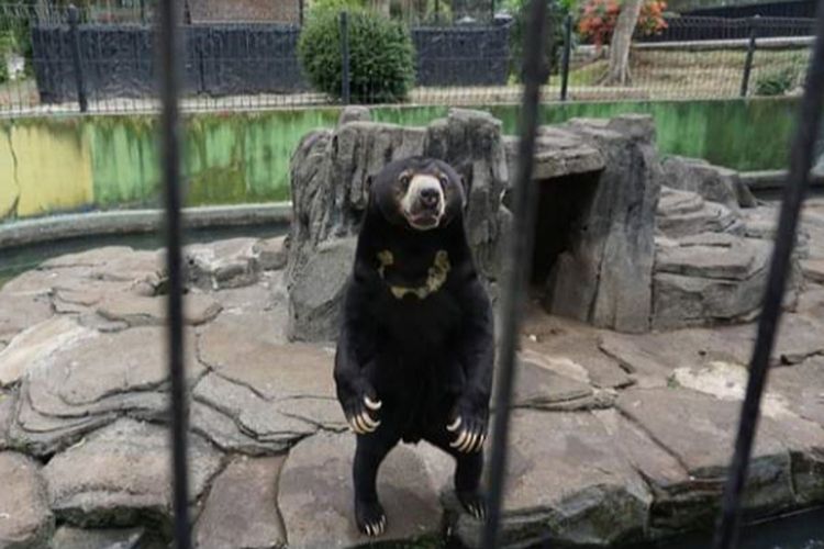 Beruang madu di kebun binatang