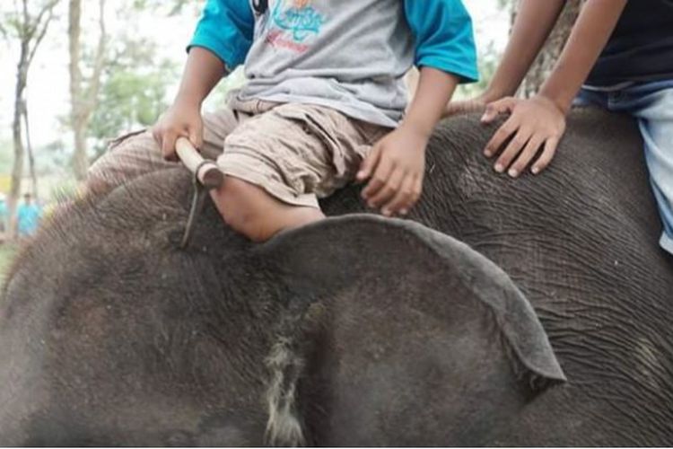 Gajah dipukul dengan angkusa