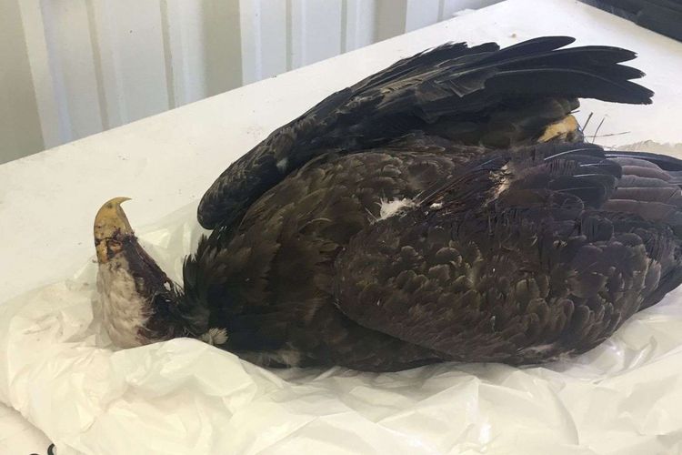 Inilah elang gundul yang ditemukan mati di Arkansas, Amerika Serikat (AS), pada 28 Maret lalu. Otoritas menawarkan hadiah uang bagi siapapun yang bisa mengungkap pelaku yang menembak mati elang tersebut.