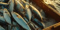 7 Jenis Ikan yang Baik bagi Penderita Diabetes, Apa Saja?