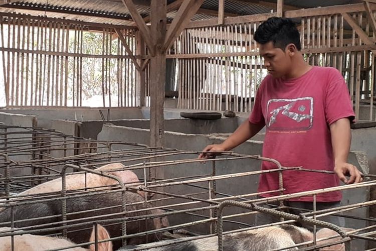 Leonard Renold Tanto (26) saat memantau kondisi babi-babi di kandang tepatnya di Desa Nampung Lau, Kecamatan Waigete, Kabupaten Sikka, NTT, Rabu (18/9/2019).