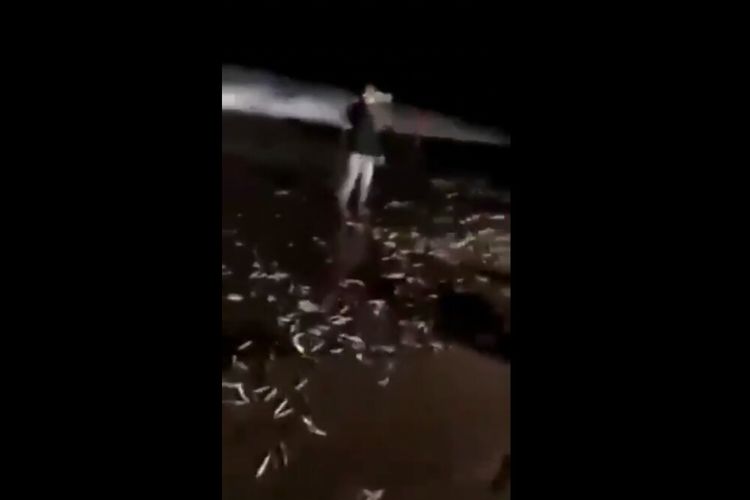 Berlakangan beredar video yang menunjukkan banyak ikan terdampar di Pantai Canggu, Badung, Bali di media sosial.