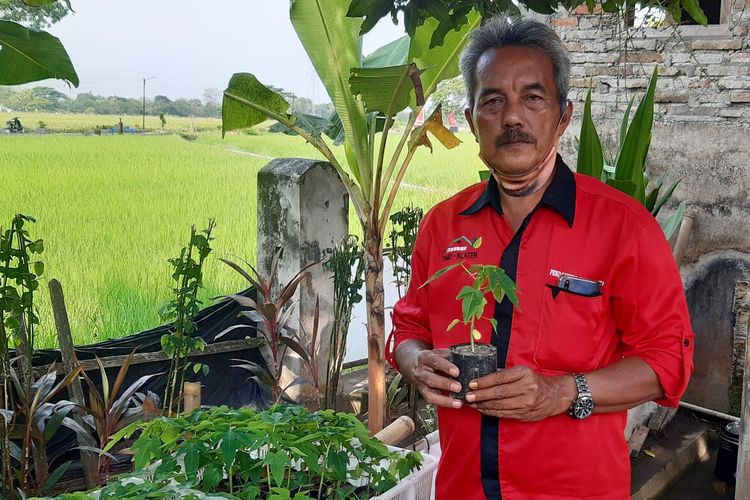 Thomas Sutana (53) menunjukkan bibit pepaya hasil pembibitan yang dilakukan kelompok Agro Bulan Lestari di Klaten, Jawa Tengah, Kamis (17/9/2020).