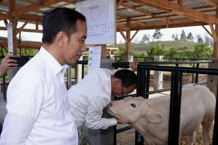 Presiden Jokowi dan Ibu Negara saat melakukan kunjungan ke Desa Parsingguran, Kecamatan Pollung, Kabupaten Humbang Hasundutan guna meninjau pengembangan peternakan dan pertanian, Rabu (31/7/2019). 
