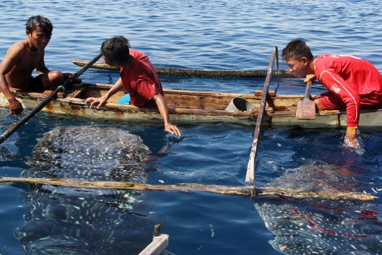 Anak-anak bermain dengan hiu paus di Botubarani Gorontalo. Kawasan ini akan menjadi pendukung kawasan wisata geopark.