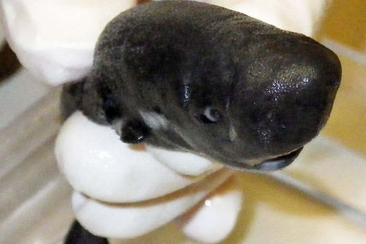 Spesies hiu baru yang ditemukan, berukuran mini serta bisa menyala dalam gelap.