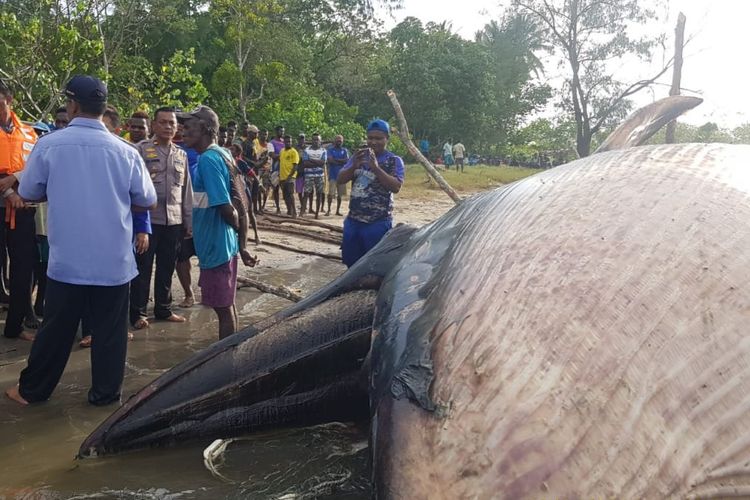 Bangkai ikan paus yang terdampar di Kampung Timika Pantai, Selasa (2/4/2019)