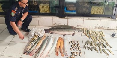 KKP Musnahkan Puluhan Ikan Predator Milik Toko Ikan Hias di Jakarta