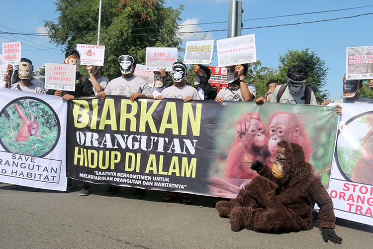 Peringati hari primata Indonesia, Forum Orangutan Aceh (FORA) melakukan aksi kampanye penyelamatan orangutan dan habitatnya di seluruh wilayah indonesia. Aksi berlangsung di Bundaran Simpang Muhammad Jam, Kota Banda Aceh, Selasa (30/01/18).