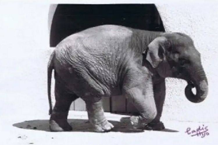 Flavia, gajah tersedih di dunia mati setelah 43 tahun hidup sendiri di kebun binatang di Spanyol.
