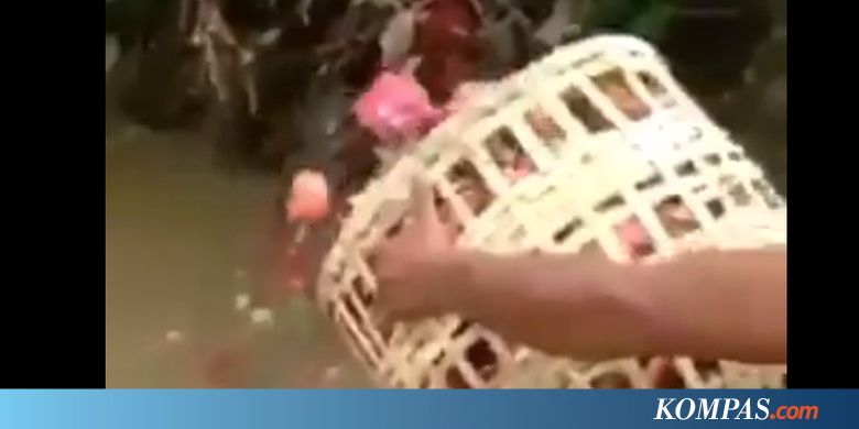 Petani Buang Buah Naga Merah ke Sungai karena Harganya Murah  Kompas.com