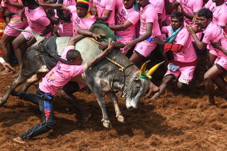 Peserta berusaha menaiki punggung sapi jantan dalam Festival Jallikattu, festival gulat sapi jantan yang diselenggarakan di Kota Pudukottai, negara bagian Tamil Nadu, India.
