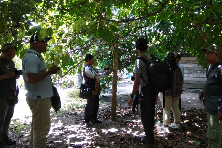 Jurnalis dari Jakarta mengunjungi kebun kopi jenis liberica milik warga Desa Kumpai Batu Atas, Kotawaringin Barat, Kalimantan Tengah, Sabtu (17/2/2018). Pemerintah Kabupaten Kotawaringin Barat berencana mengembangkan agrowisata untuk menarik kunjungan wisatawan nusantara maupun mancanegara.