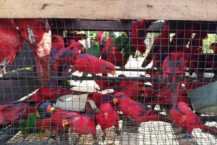 Puluhan ekor burung endemik Maluku yang dilindungi disita petugas BKSDA Maluku bersama petugas Polsek Elpaputih di Desa Samasuru, Kecamatan Elpaputih, Kabupaten Maluku Tengah, Kamis (4/4/2019)