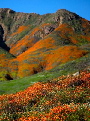 Pemandangan di perbukitan Walker Canyon dihiasi warna oranye dari bunga Poppy yang bermekaran.