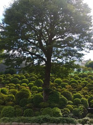 Taman azalea yang teletak di bagian belakang Nezu Shrine, Tokyo.