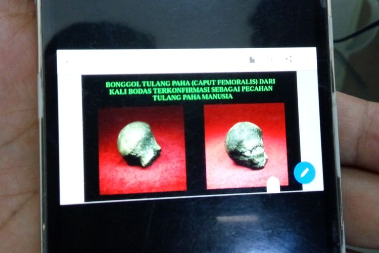 Foto bonggol tulang paha (caput femoralis) Homo erectus yang ditemukan di Kali Bodas, Bumiayu, Kabupaten Brebes, Jawa Tengah. 