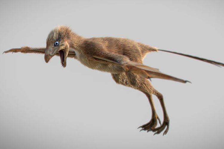 Ambopteryx longibrachium, dinosaurus berbulu bersayap kelelawar yang baru saja ditemukan di China
