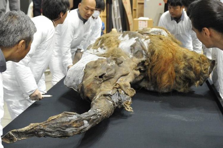 Mammoth berbulu Yuka yang ditemukan di Seiberia pada 2011. 