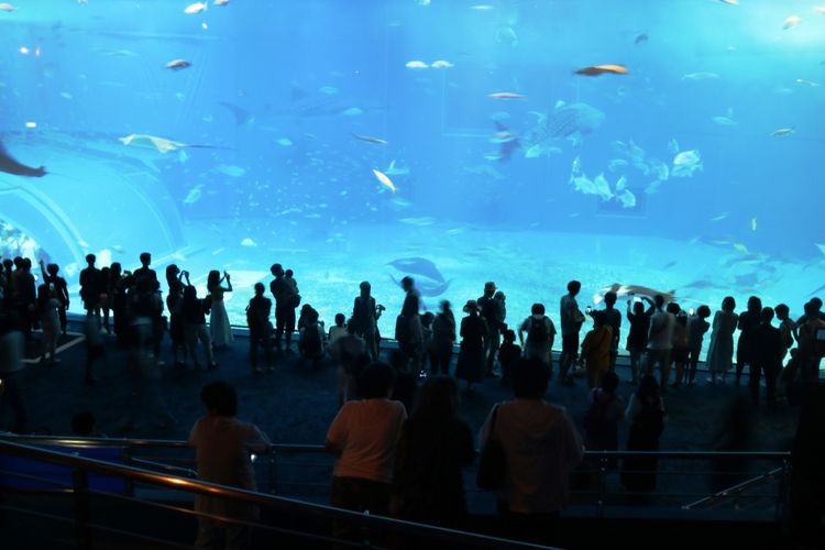 Wisatawan memenuhi giant tank di Okinawa Churaumi Aquarium, salah merupakaAquarium terbesar di Jepang yang berisikan ikan dari Samudera Pasifik dan Laut China Selatan, Sabtu (29/6/2018).