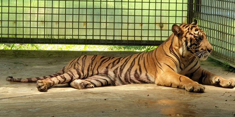 Harimau sumatera Atan Bintang berada di kandang rehabilitasi harimau sumatera di Dharmasraya, Sumatera Barat
