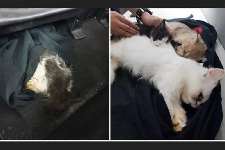 Tiga ekor anak kucing yang disembunyikan dengan kain hitam dan ditemukan petugas Otoritas Imigrasi dan Pos Pemeriksaan di dalam mobil pria Singapura.