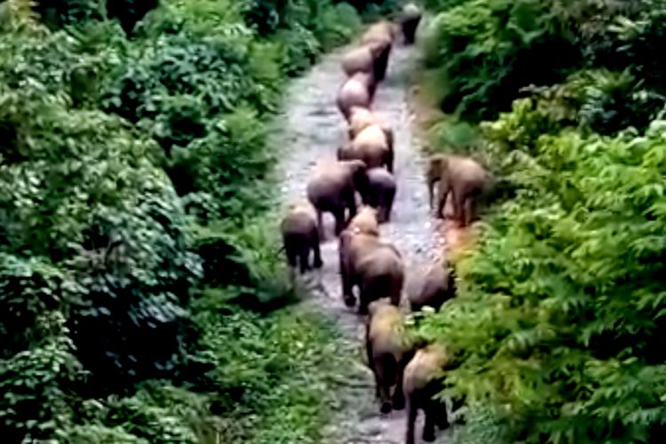 video kawanan gajah liar yang direkam warga di Kecamatan Sakti kabupaten Pidie saat turun ke pemukiman penduduk, Selasa (06/11/2018).