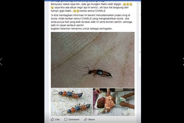 Hoaks semut charlie yang tersebar di Facebook