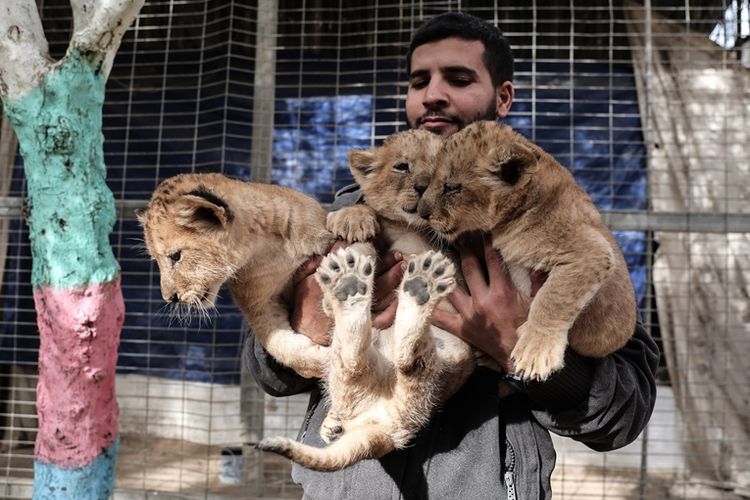 Tiga ekor anak singa yang lahir pada November lalu di kebun binatang swasta di Gaza dijual pemiliknya karena kekurangan biaya.