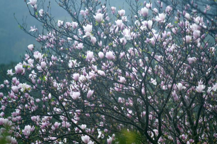 Pohon magnolia yang memiliki pola posisi dahan yang berbeda saat malam hari