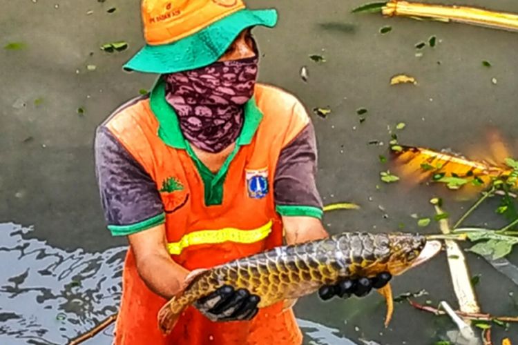Petugas UPK Badan Air menemukan seekor ikan arwana di Kali Utan Kayu, Kamis (14/2/2019).