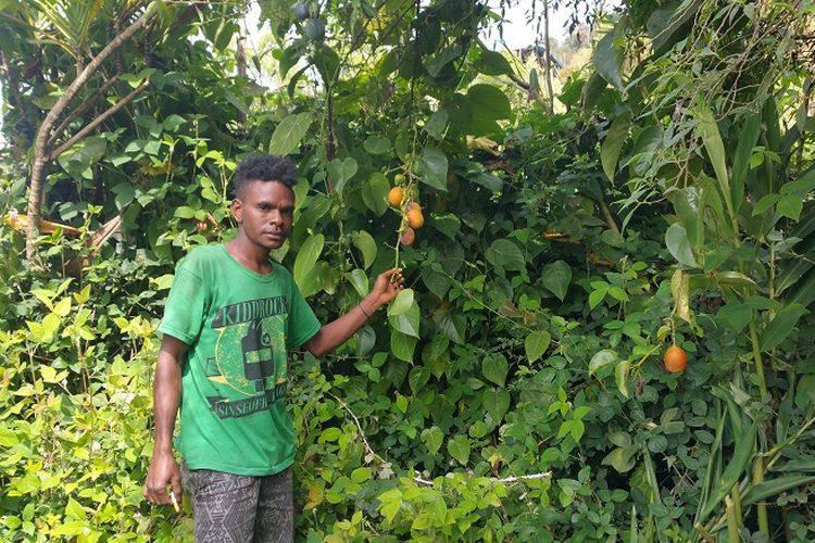 Masyarakat Distrik Anggi Gida, Pegunungan Arfak di perkebunan markisa. Produk holtikutura merupakan salah satu potensi di Pegunungan Arfak.