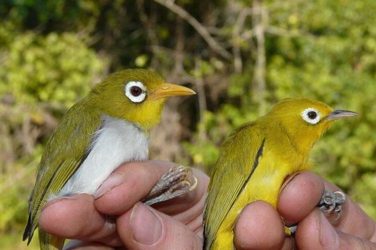 Ahli zoologi temukan dua spesies burung baru di Sulawesi.