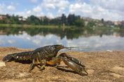 Semua Betina, Udang Karang Ini Reproduksi dengan 'Kloning Alami'