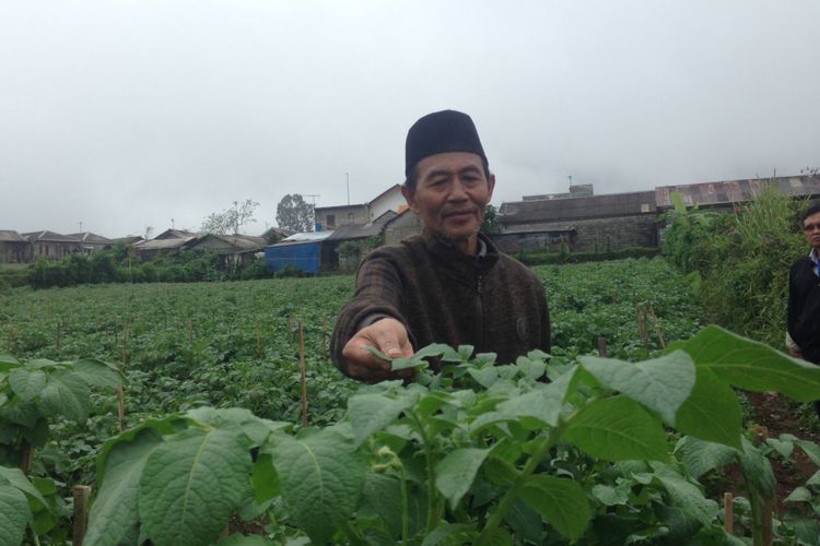 Petani Kentang dari Desa Batur, Kabupaten Banjarnegara, Ahmad Mu?tamir (64).