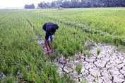 Akibat Kekeringan, Ribuan Hektar Sawah di Aceh Utara Terancam Gagal Panen